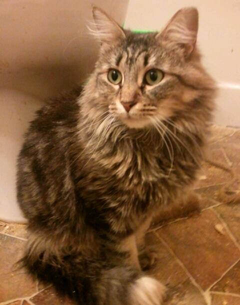 Tippy (& daughter, Marmalade) URGENT - FOSTER NEEDED!, an adoptable Domestic Long Hair, Maine Coon in Cookeville, TN, 38506 | Photo Image 2