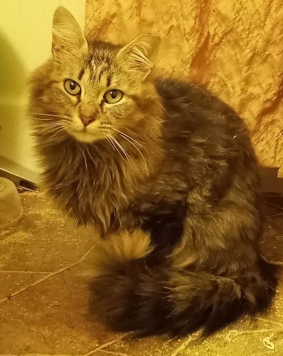 Tippy (& daughter, Marmalade) URGENT - FOSTER NEEDED!, a Adoptable mixed breed in Cookeville, TN image 1/4