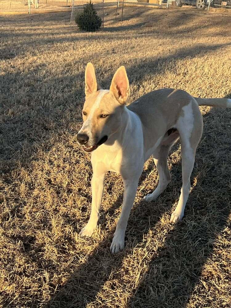 Mickey, Adoptable, Young Male Mixed Breed.
