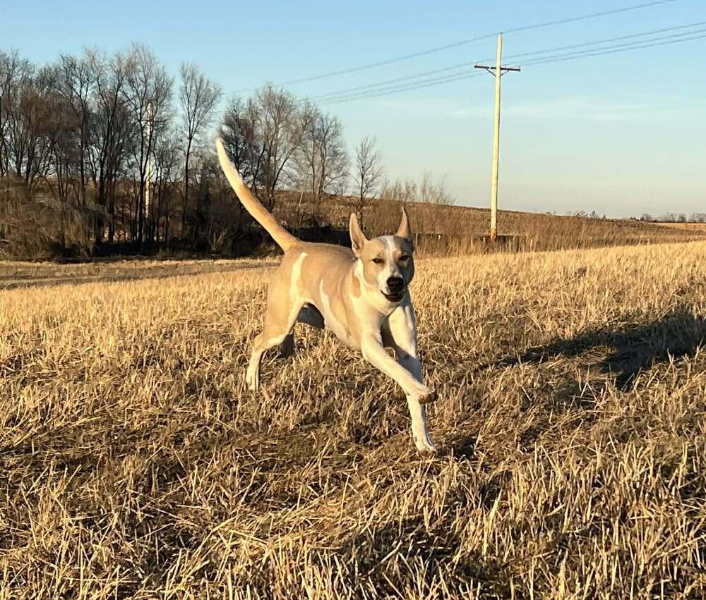 Mickey, a Adoptable mixed breed in Lincoln, NE image 3/3