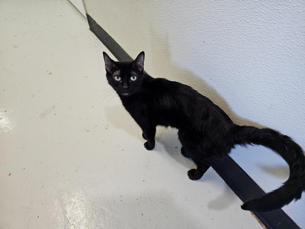 Ruby Rose, Adoptable, Adult Female Domestic Short Hair.