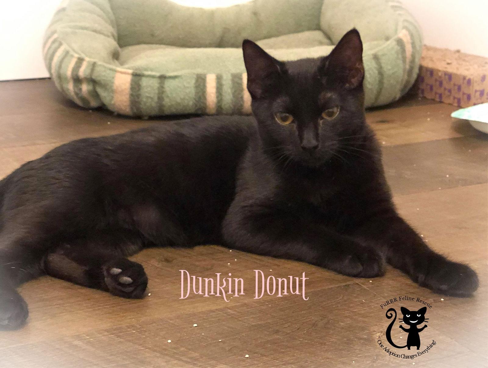 Luz, a Adoptable Domestic Short Hair in Gonic, NH image 2/3