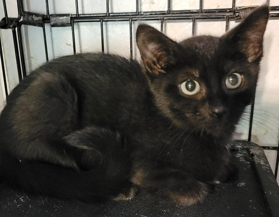 Luz, a Adoptable Domestic Short Hair in Gonic, NH image 3/3