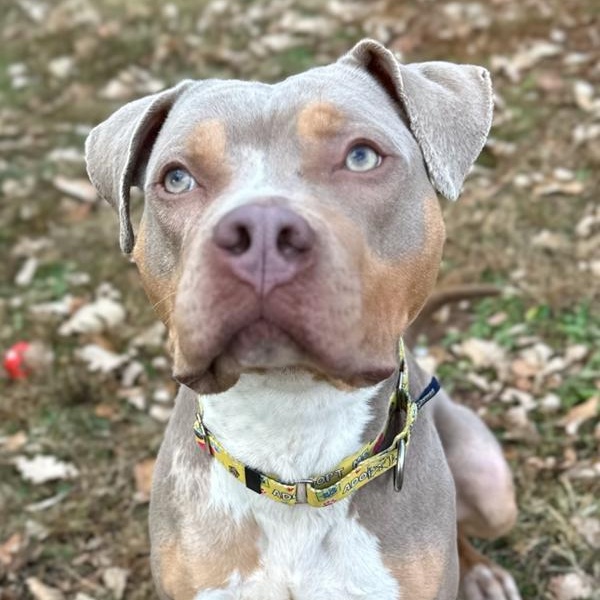 Paul Newman, a Adoptable mixed breed in Skillman, NJ image 3/5