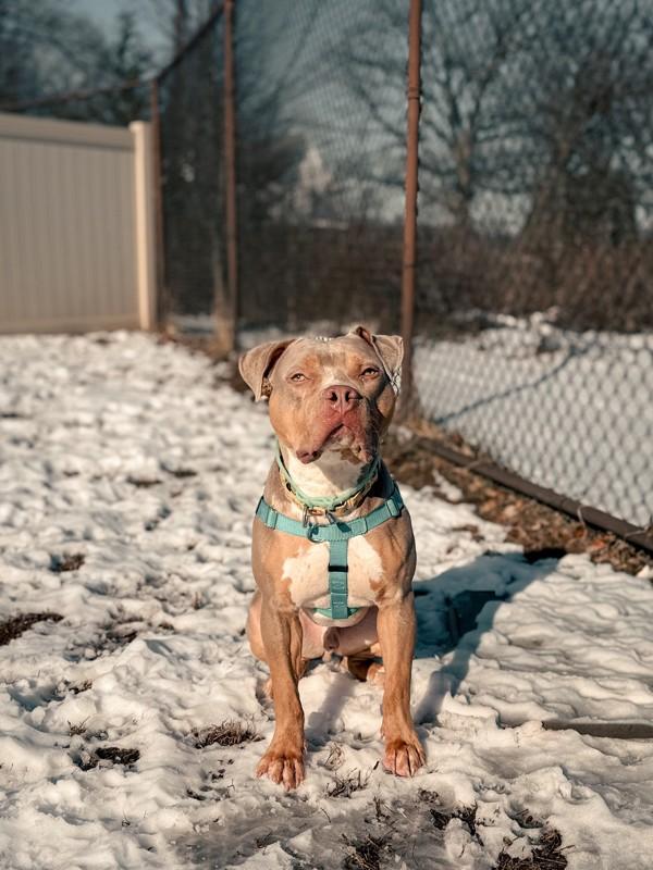 Paul Newman, Adoptable, Young Male Pit Bull Terrier.
