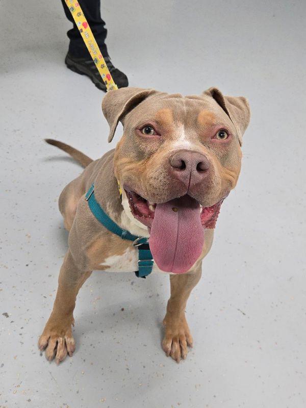 Enlarge Paul Newman, a Adoptable mixed breed in Skillman, NJ image 2/6