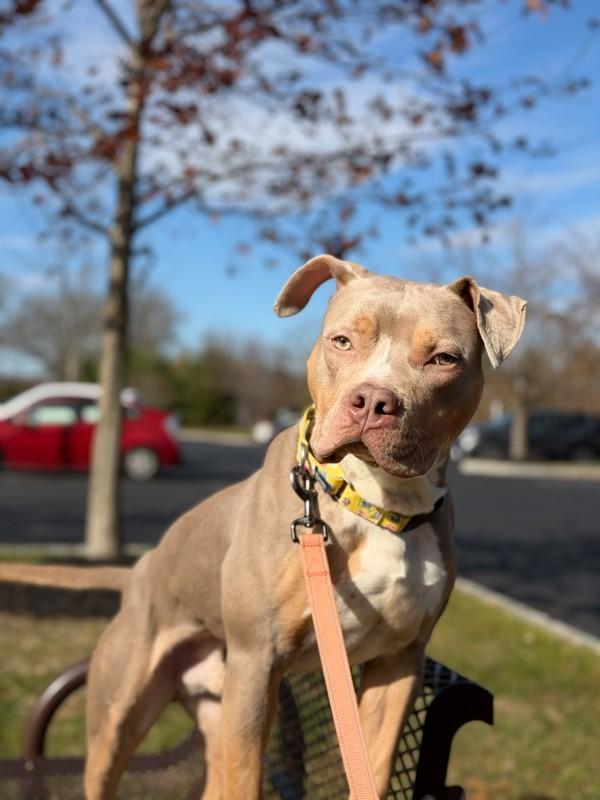 Enlarge Paul Newman, a Adoptable mixed breed in Skillman, NJ image 3/6
