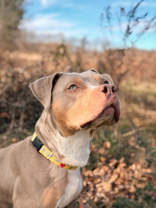 Enlarge Paul Newman, a Adoptable mixed breed in Skillman, NJ image 4/6