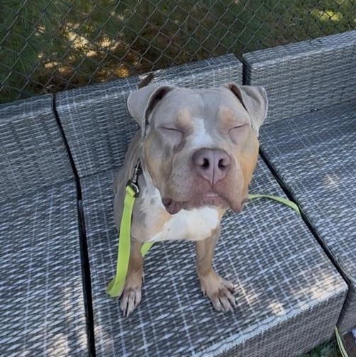 Paul Newman, a Adoptable mixed breed in Skillman, NJ image 4/5