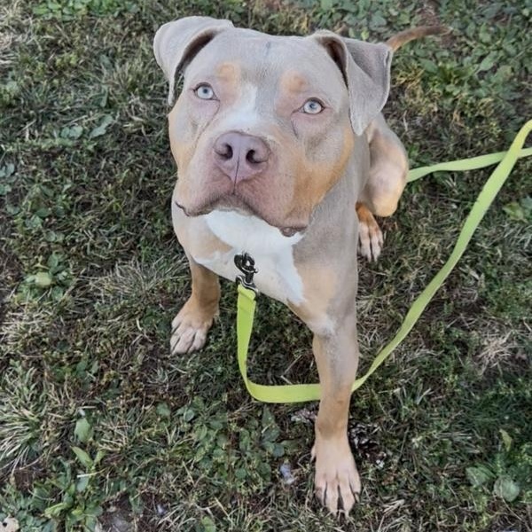 Paul Newman, a Adoptable mixed breed in Skillman, NJ image 2/5