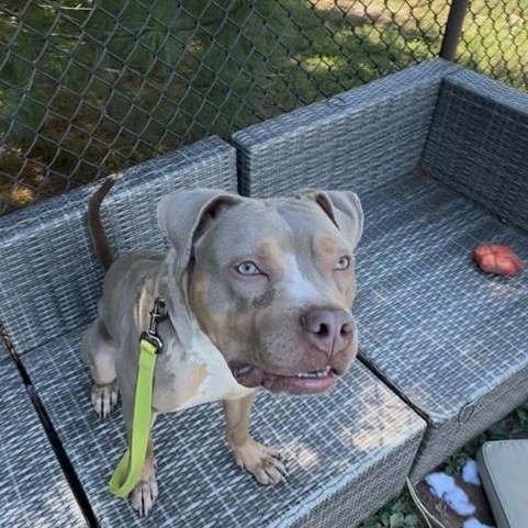 Paul Newman, a Adoptable mixed breed in Skillman, NJ image 5/5