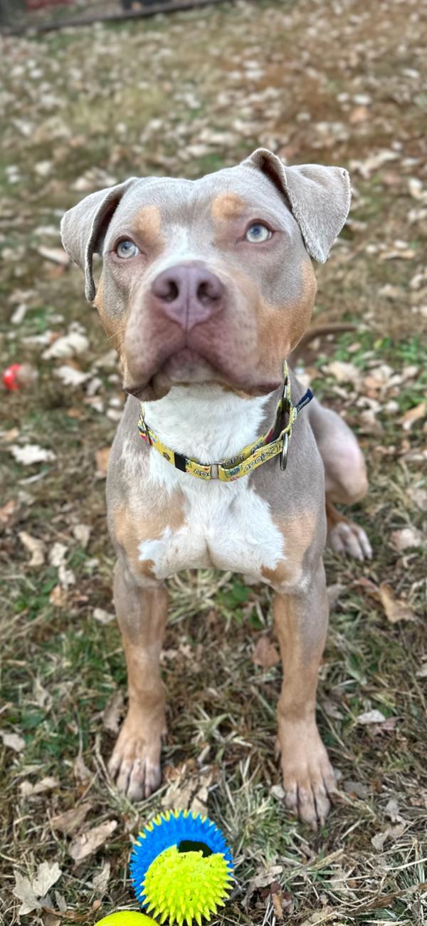 Enlarge Paul Newman, a Adoptable mixed breed in Skillman, NJ image 5/6