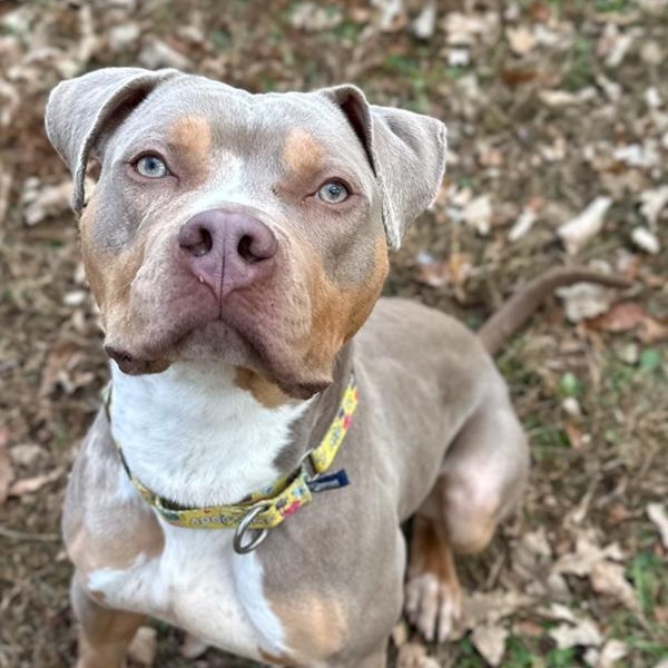 Paul Newman, Adoptable, Young Male Pit Bull Terrier.