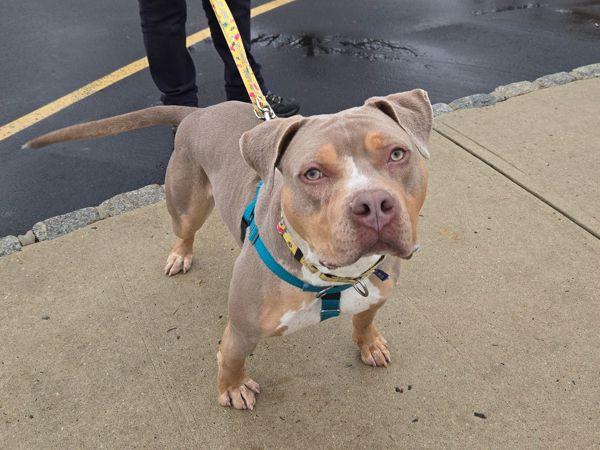 Enlarge Paul Newman, a Adoptable mixed breed in Skillman, NJ image 6/6