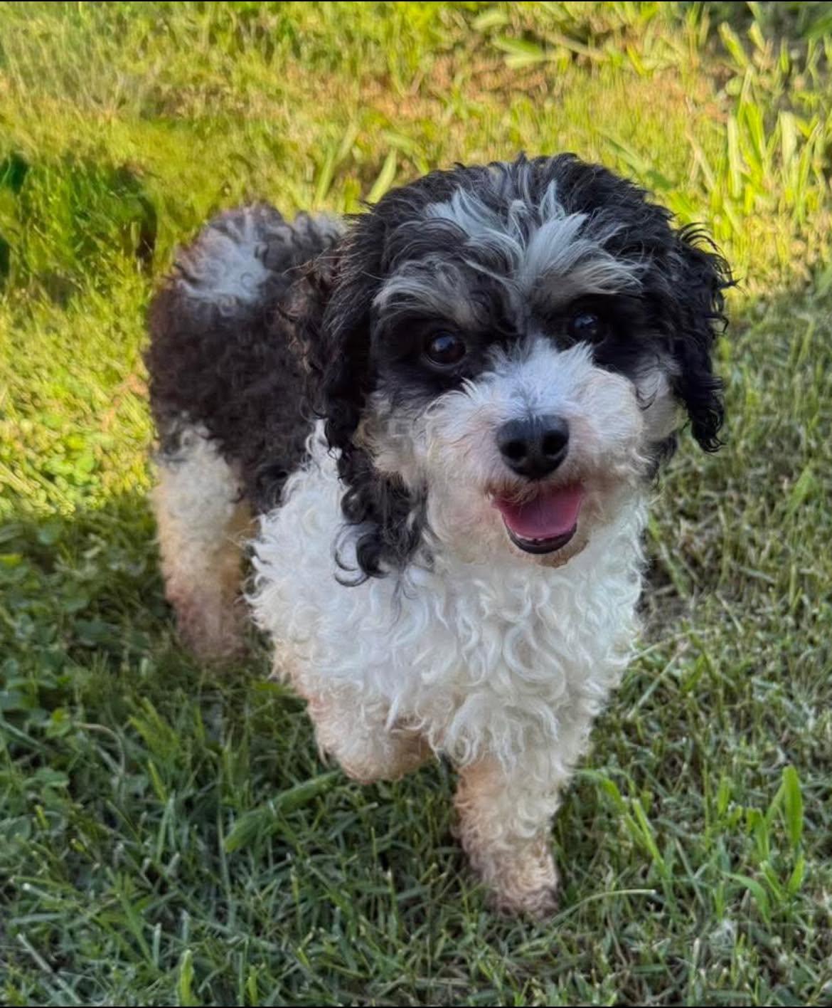 Silver, ADOPTABLE, Adult Male Poodle (Toy).