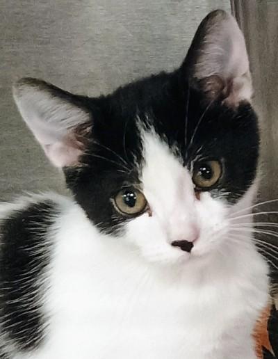 Enlarge Moo Moo, a Adopted Domestic Short Hair in Santa Cruz, CA image 1/3