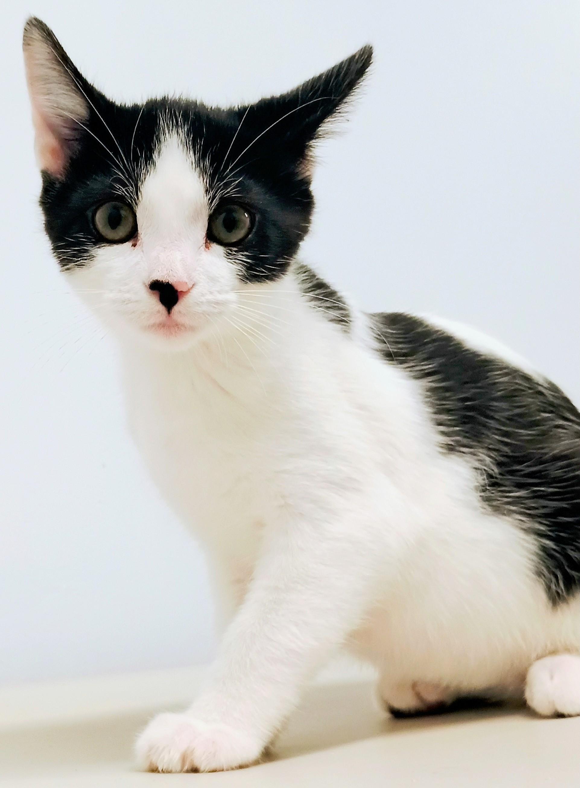 Enlarge Moo Moo, a Adopted Domestic Short Hair in Santa Cruz, CA image 2/3