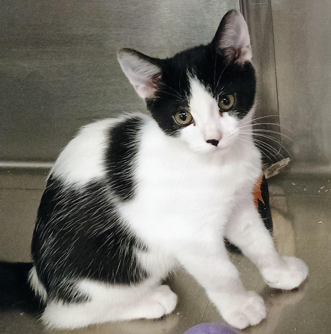 Enlarge Moo Moo, a Adopted Domestic Short Hair in Santa Cruz, CA image 3/3