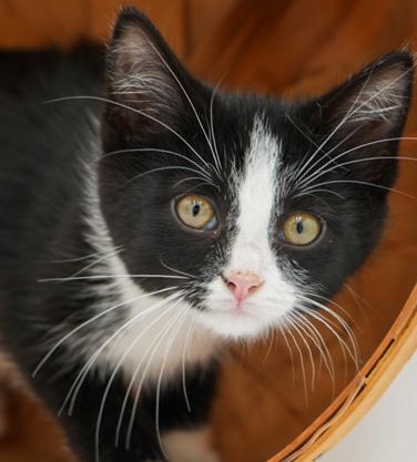 Our fosters are have so many kittens are now big enough to be adopted They are anywhere from 8 to