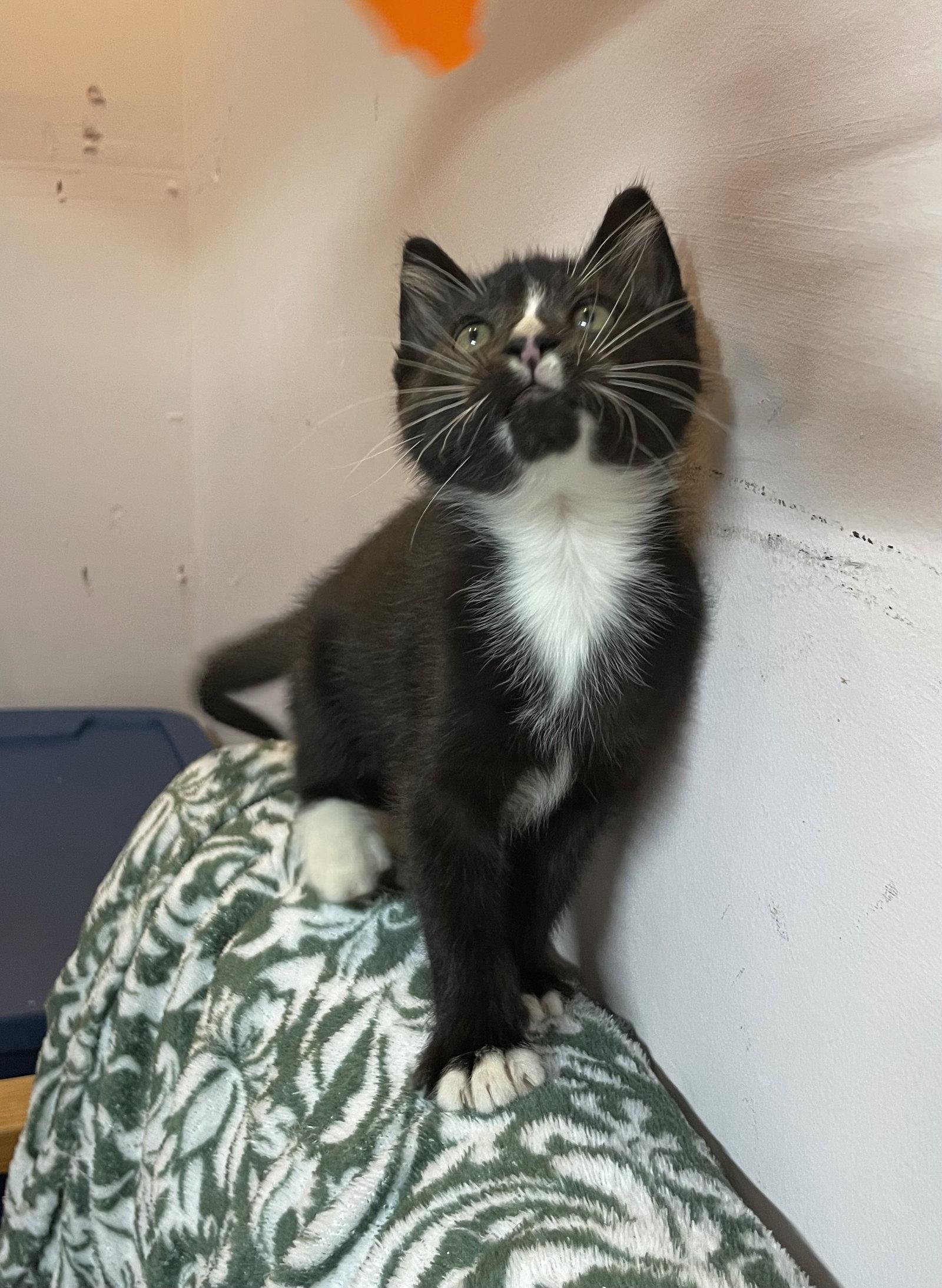 Peter, Adoptable, Kitten Male Domestic Medium Hair.