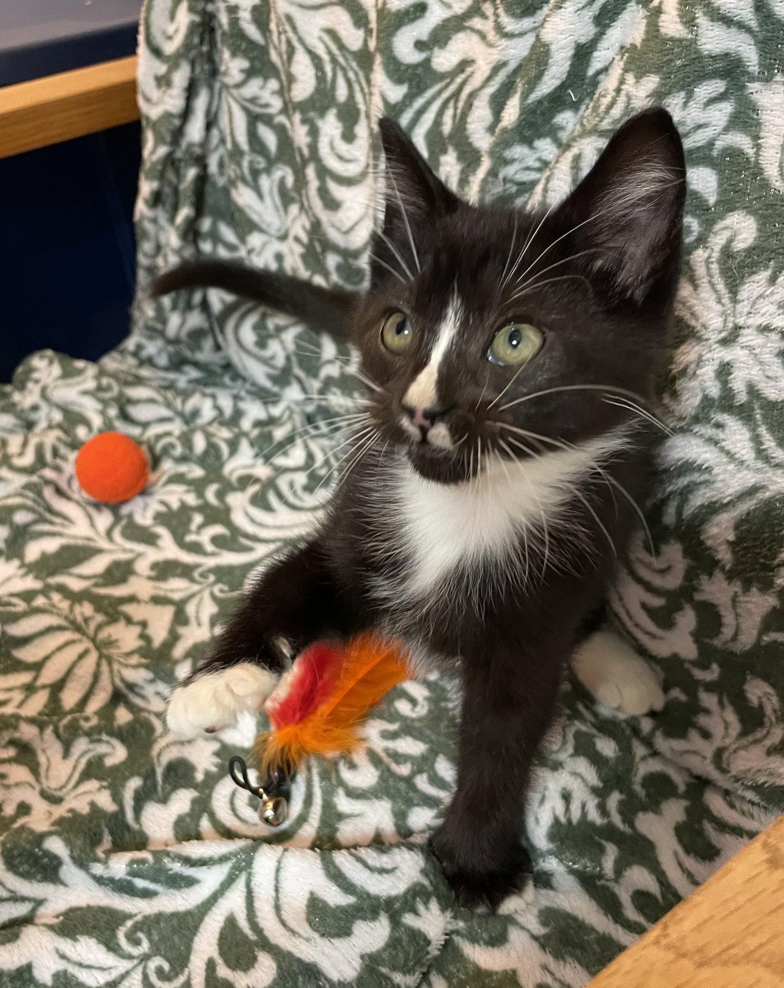 Enlarge Peter, a Adoptable Domestic Medium Hair in Stover, MO image 2/3
