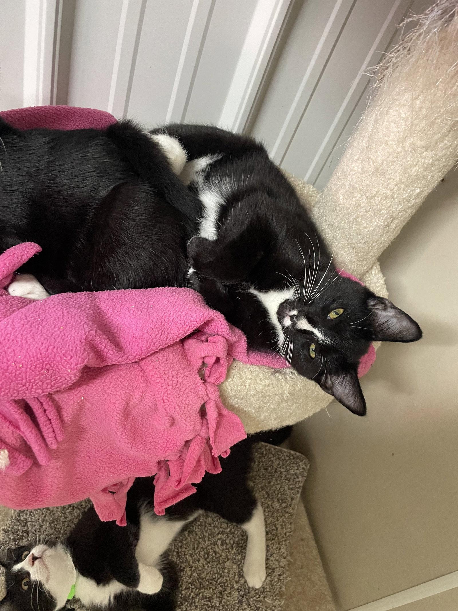 Enlarge Peter, a Adoptable Domestic Medium Hair in Stover, MO image 2/3