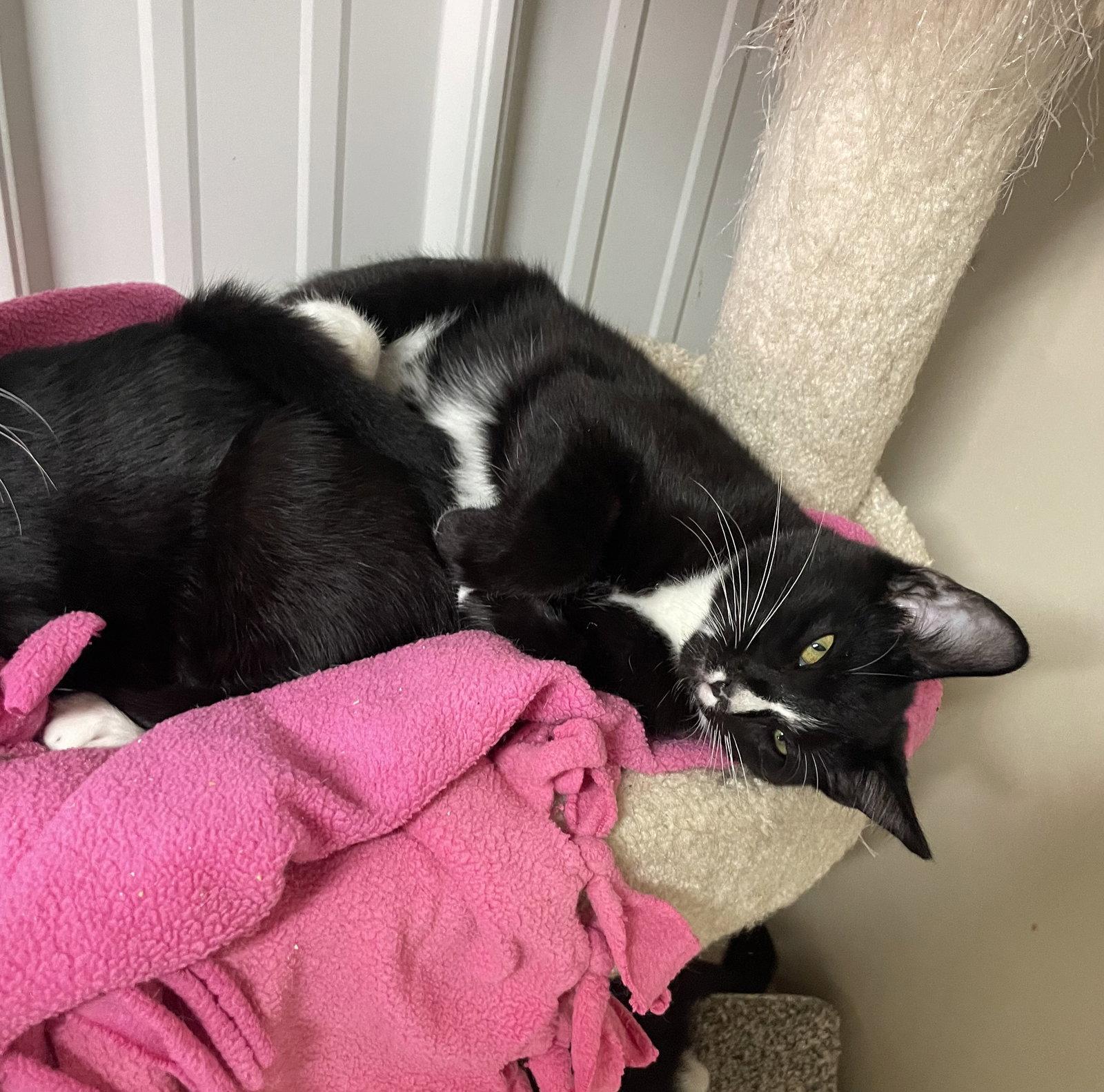 Enlarge Peter, a Adoptable Domestic Medium Hair in Stover, MO image 3/3