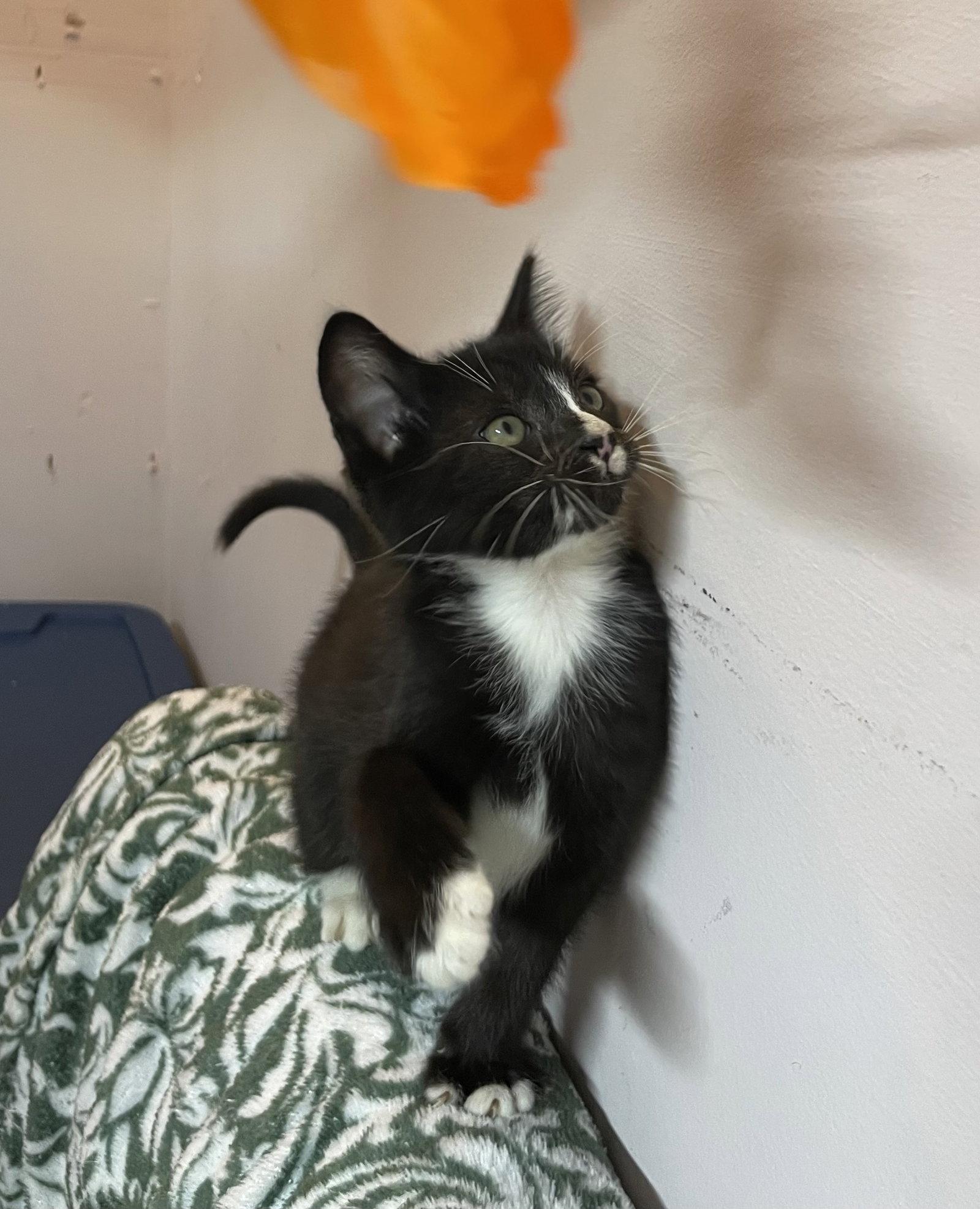 Enlarge Peter, a Adoptable Domestic Medium Hair in Stover, MO image 3/3