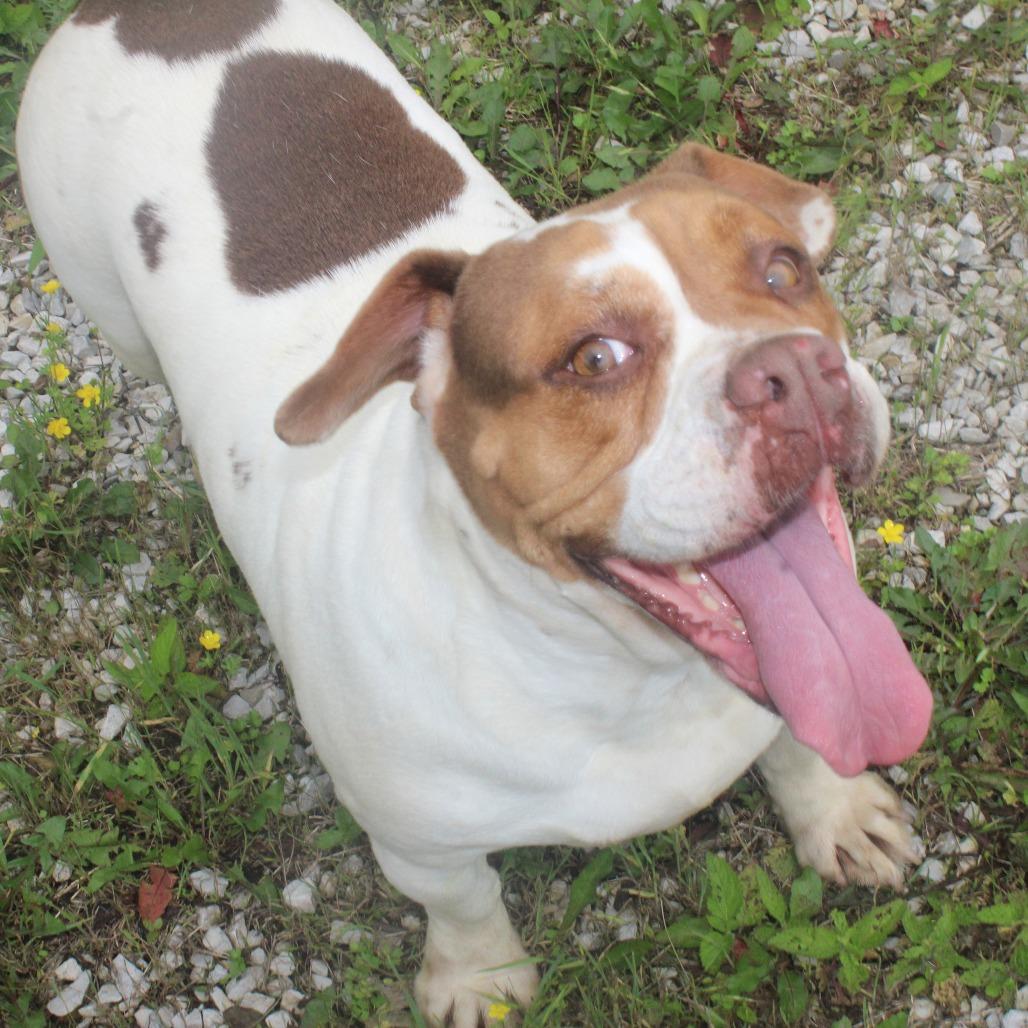 Lily, ADOPTABLE, Adult Female Beagle & English Bulldog.