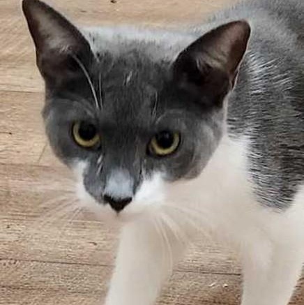 Zorro, ADOPTABLE, Young Female Domestic Short Hair.