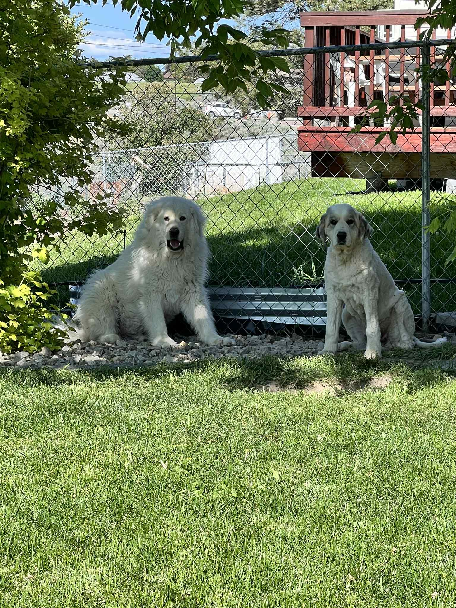 Layka, a Adopted Great Pyrenees in Bountiful, UT image 1/3