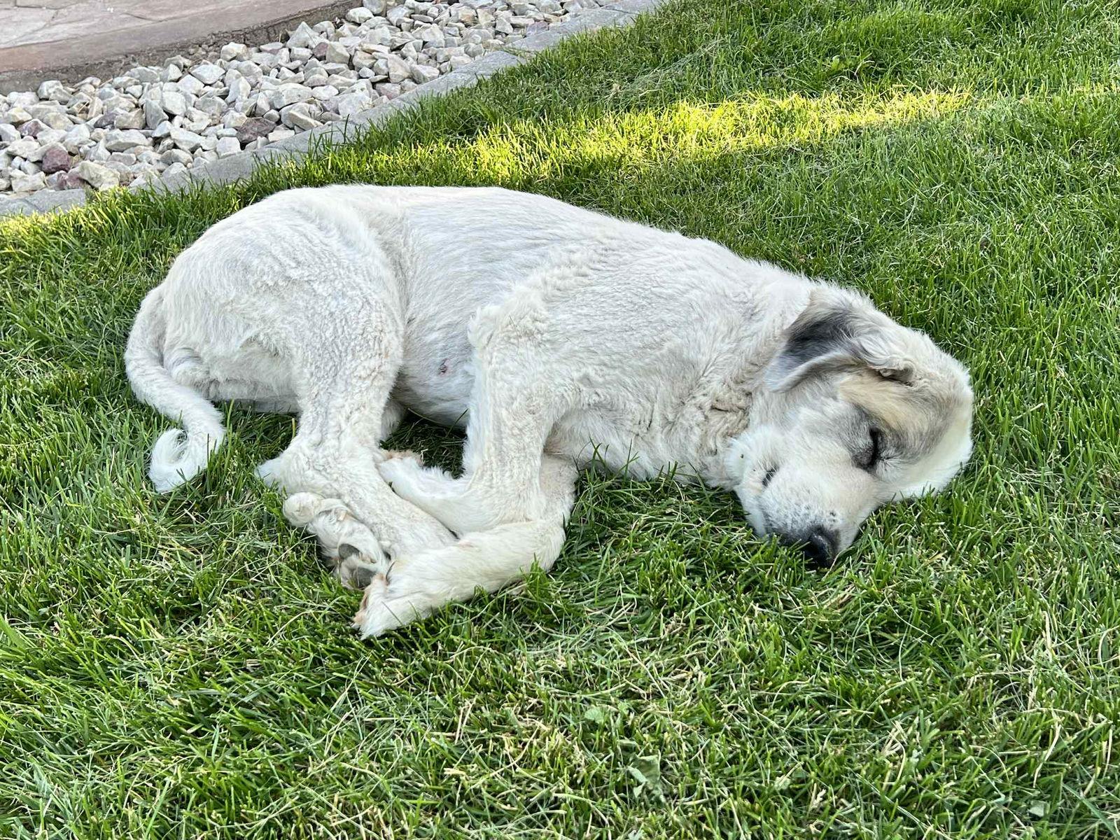Layka, a Adopted Great Pyrenees in Bountiful, UT image 2/3