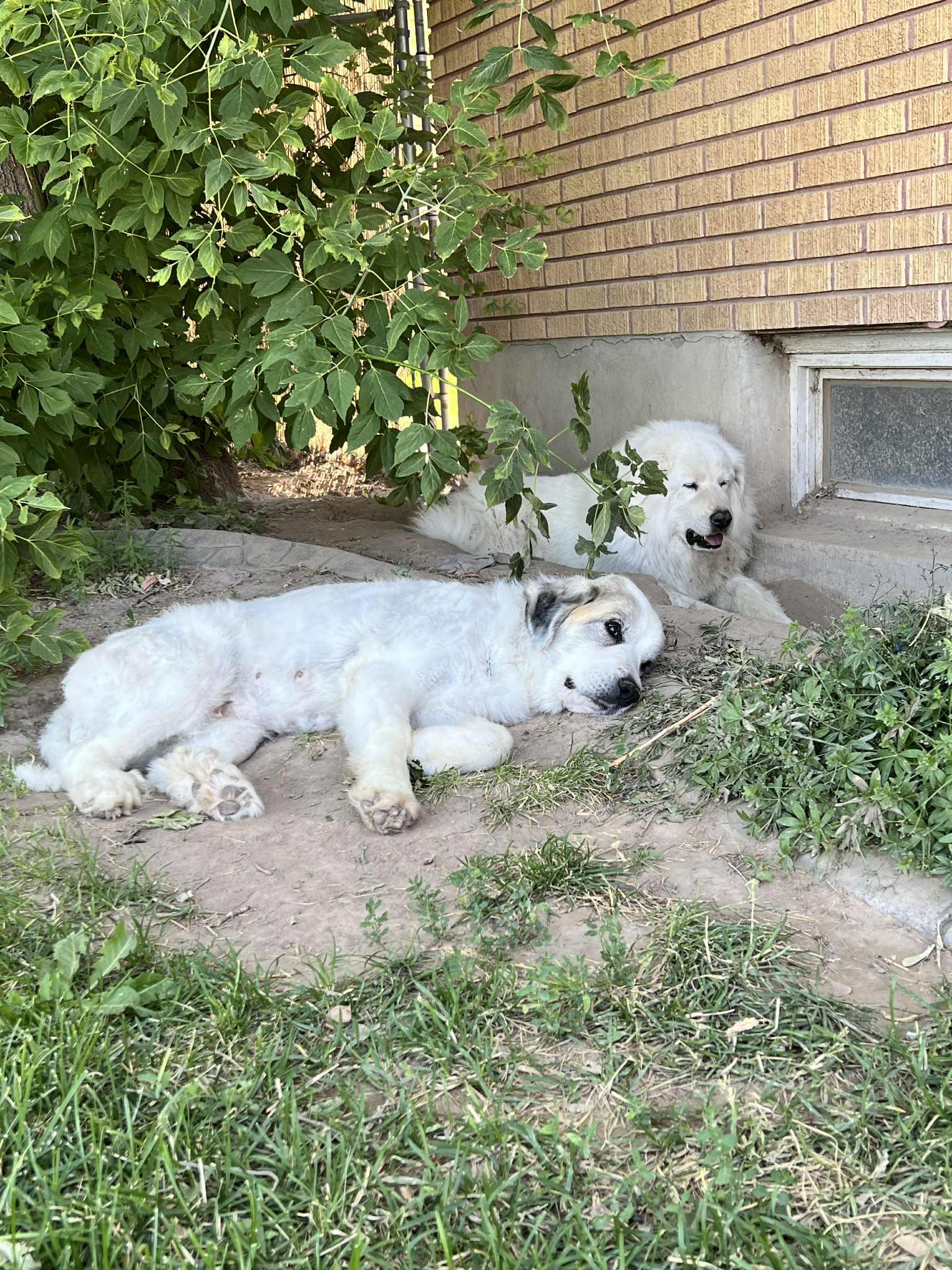 Layka, a Adopted Great Pyrenees in Bountiful, UT image 3/3