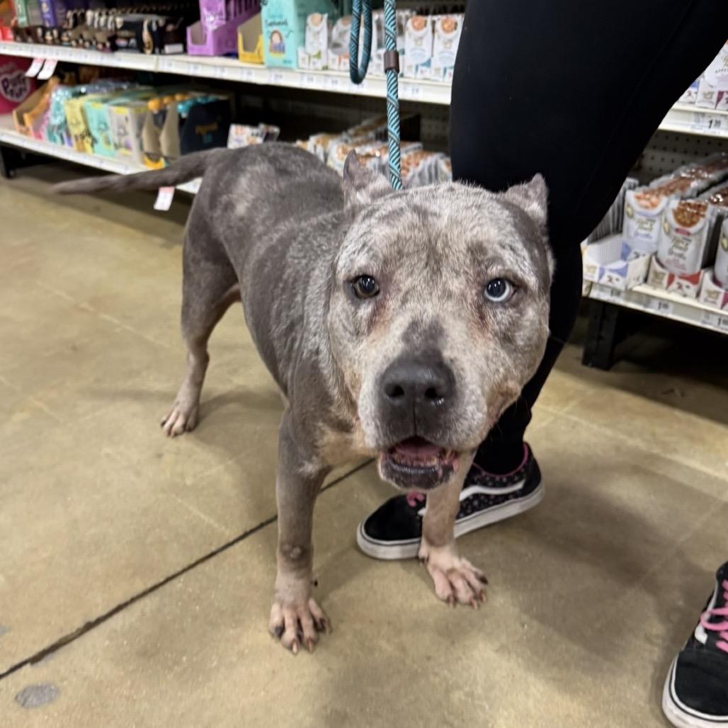 Dianna, Adoptable, Adult Female Mixed Breed.