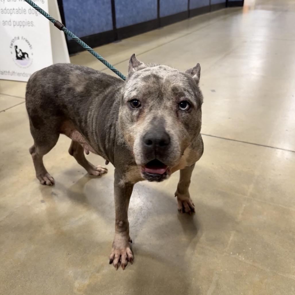 Enlarge Dianna, a Adoptable Mixed Breed in Williston, FL image 2/3