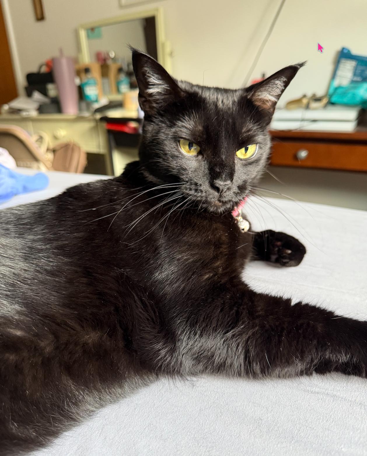 Riley, a Adoptable Domestic Short Hair in Houston, TX image 1/3