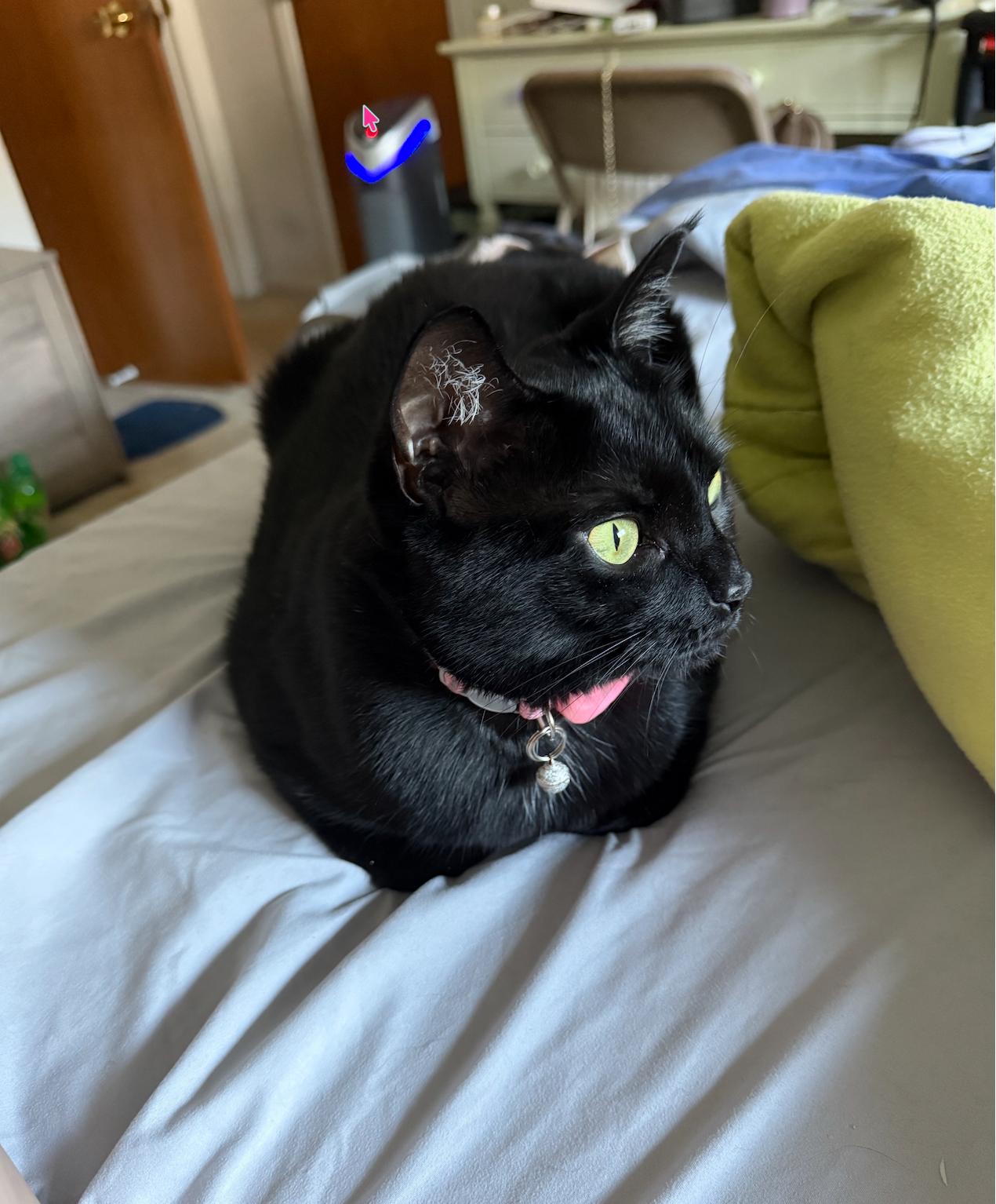 Riley, a Adoptable Domestic Short Hair in Houston, TX image 2/3