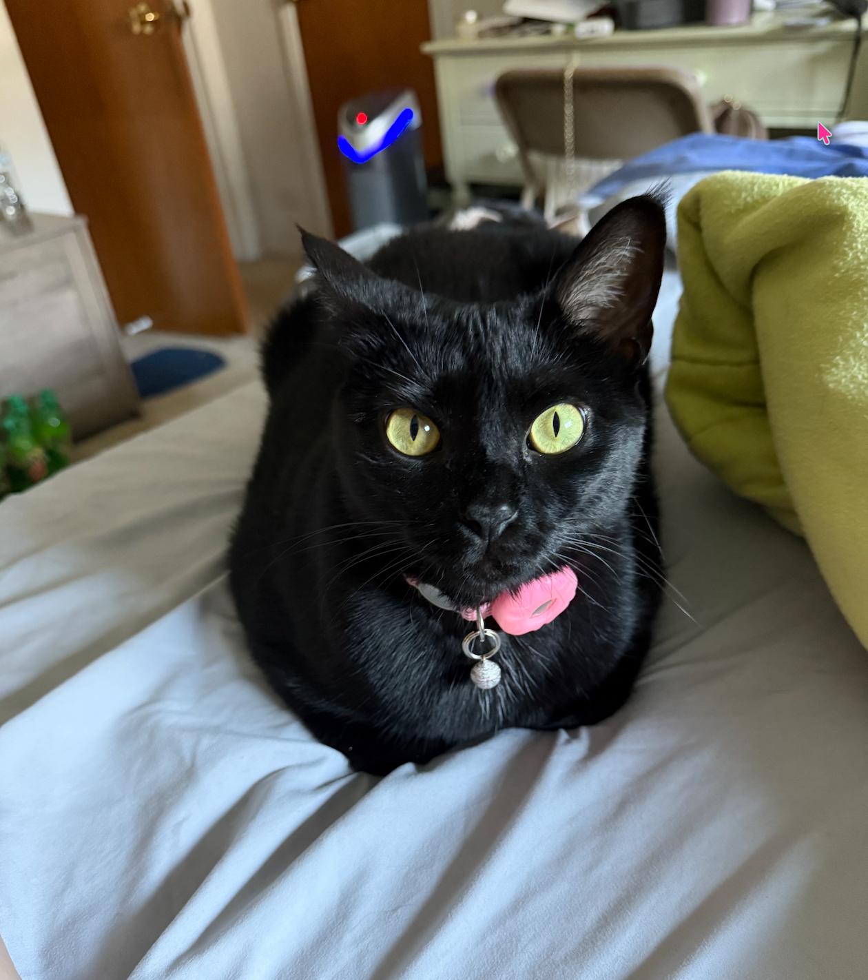 Riley, a Adoptable Domestic Short Hair in Houston, TX image 3/3