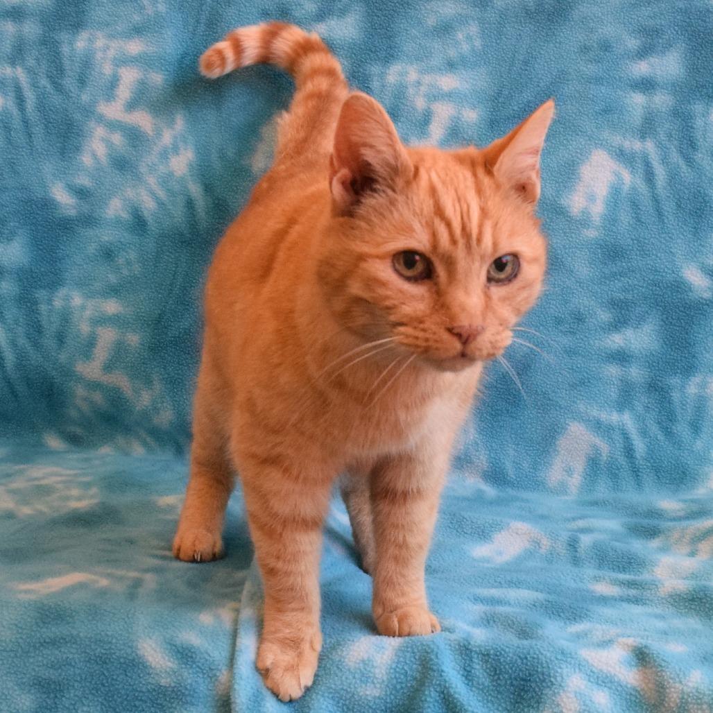 Marmalade, Adoptable, Adult Male Domestic Short Hair.