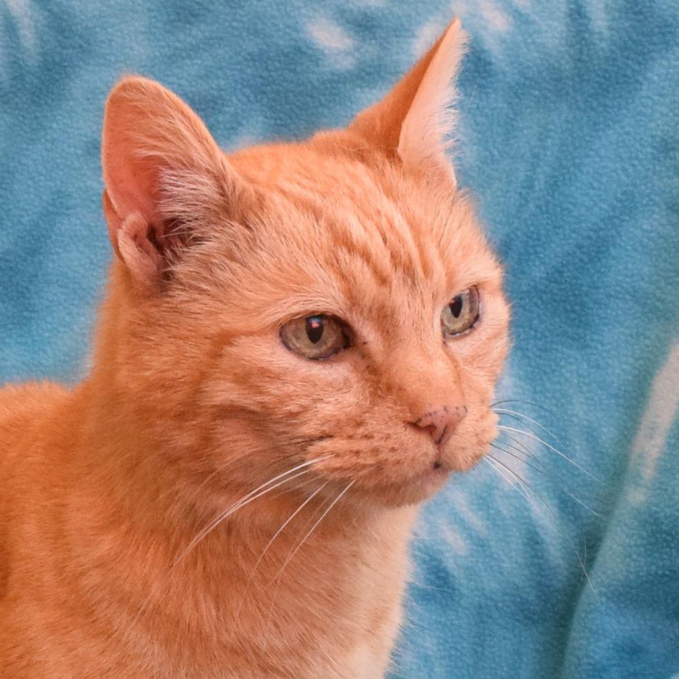 Enlarge Marmalade, a Adoptable Domestic Short Hair in Eureka, CA image 2/3