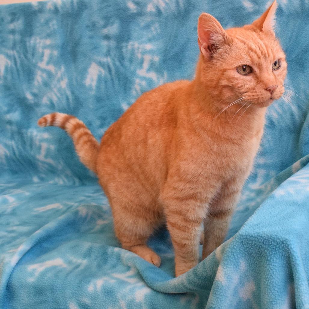 Enlarge Marmalade, a Adoptable Domestic Short Hair in Eureka, CA image 3/3