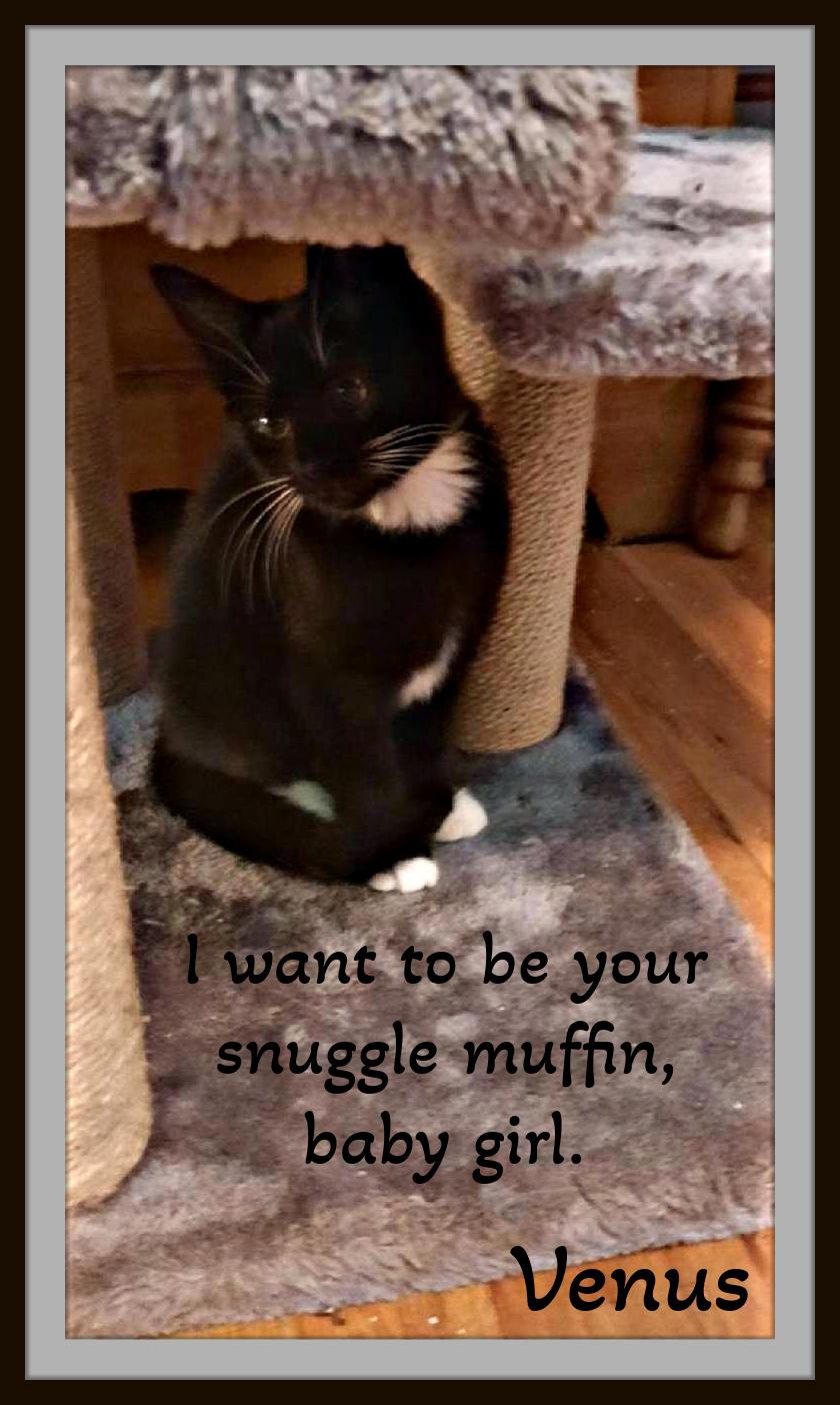 Enlarge Venus - Can I be your Snuggle Muffin, baby girl?, a Adoptable Domestic Short Hair in Snow Camp, NC image 2/2
