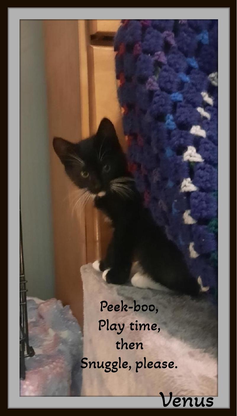 Enlarge Venus - Can I be your Snuggle Muffin, baby girl?, a Adoptable Domestic Short Hair in Snow Camp, NC image 1/2