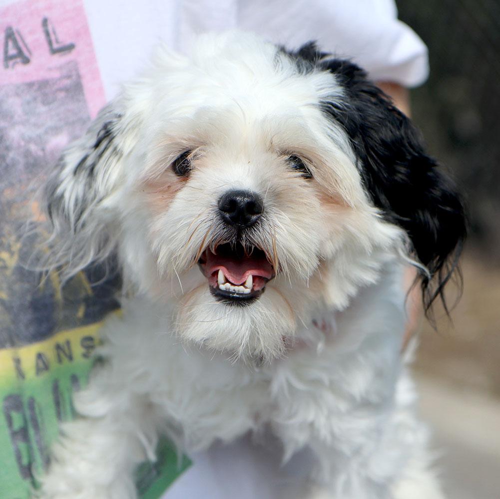 Honey (AO36772), adopted, Adult Female Shih Tzu.