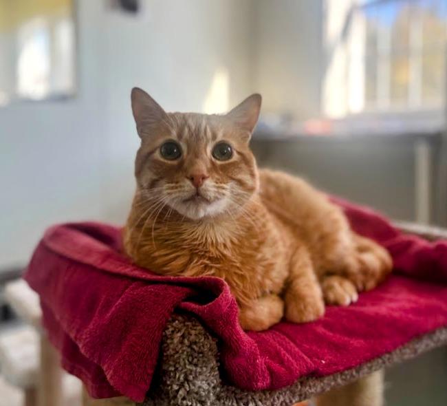 Ollie, Adoptable, Senior Male Domestic Short Hair.