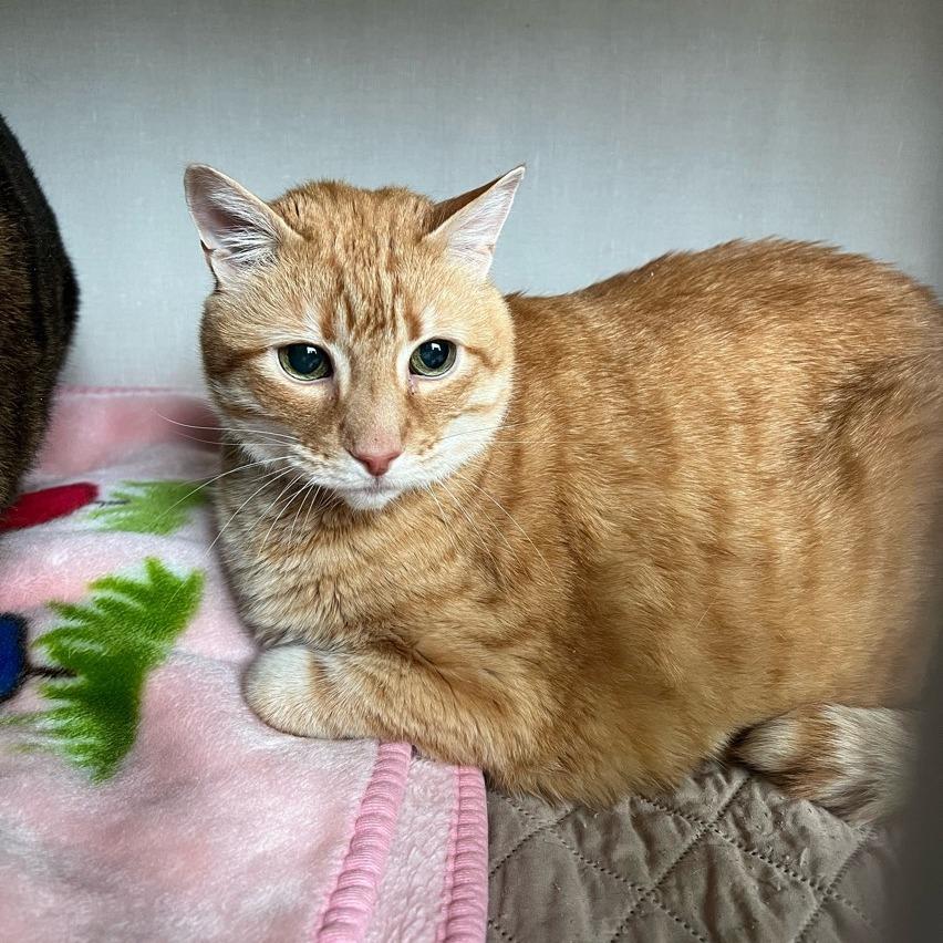 Ollie, a Adoptable mixed breed in Cumberland, ME image 1/2