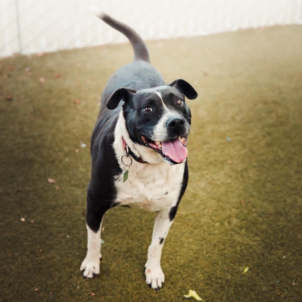 Rosemary, Adoptable, Adult Female Cattle Dog.