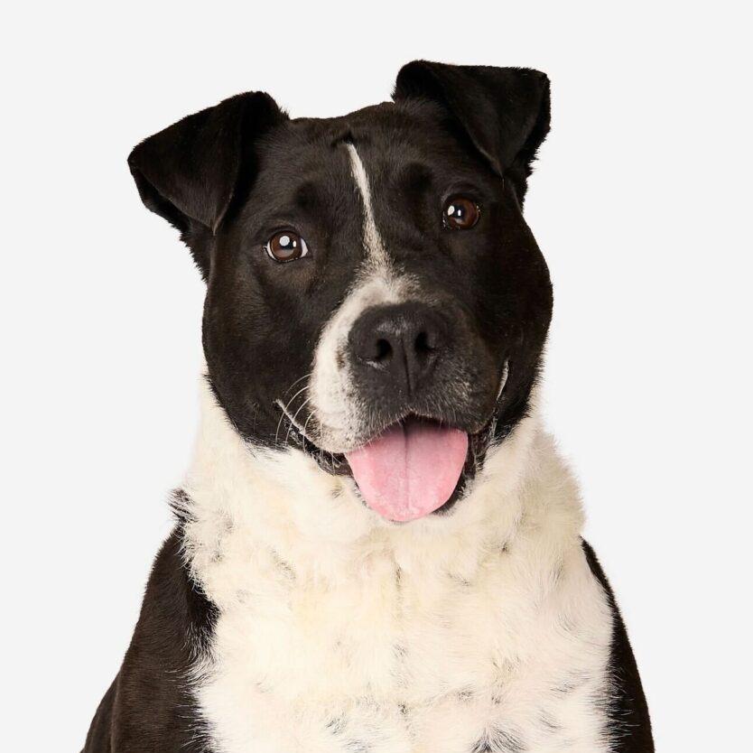 Enlarge Rosemary, a Adoptable Cattle Dog in San Diego, CA image 2/6