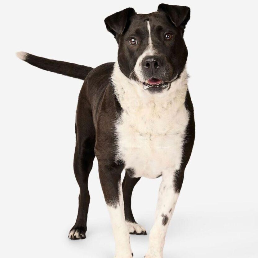 Enlarge Rosemary, a Adoptable Cattle Dog in San Diego, CA image 3/6