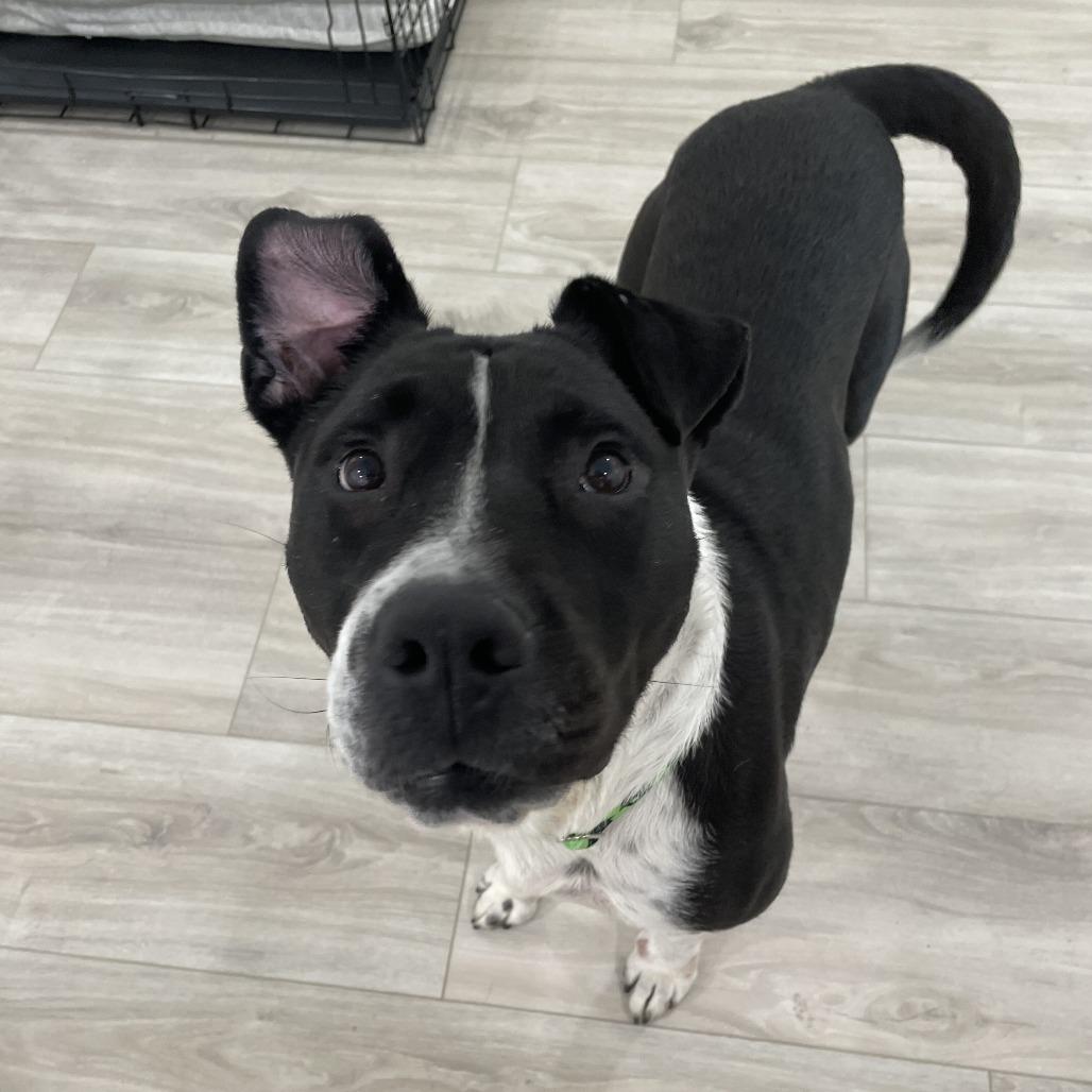 Enlarge Rosemary, a Adoptable Cattle Dog in San Diego, CA image 4/6